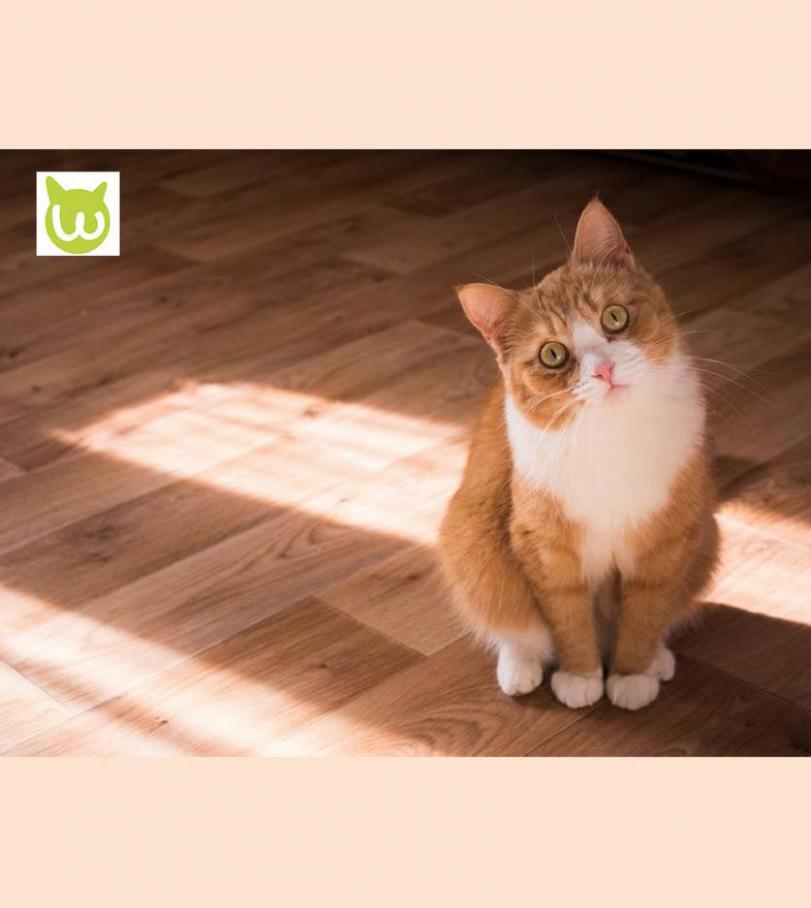 Promotions pour Chats. Wanimo (2021-06-28-2021-06-28)