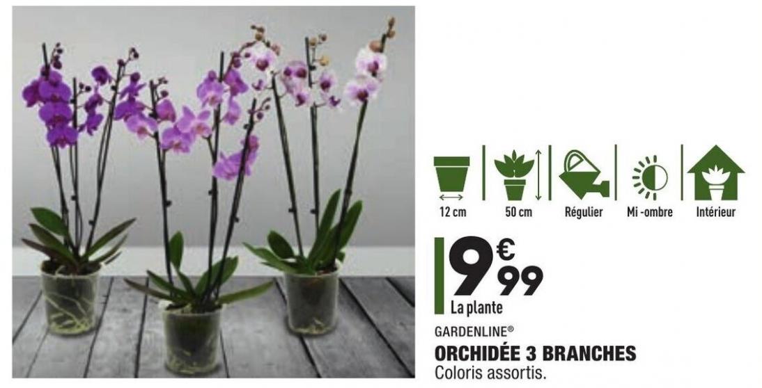 Orchid e, Aldi Janvier 2022