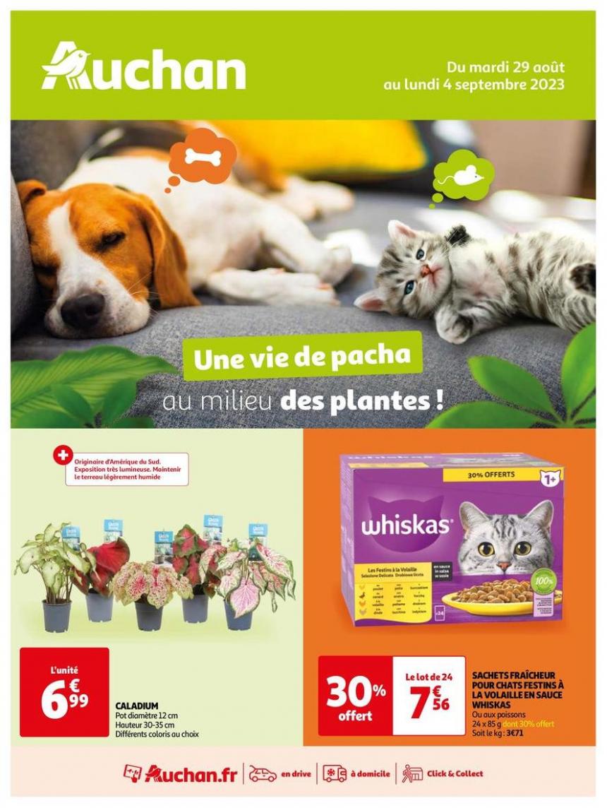 Une vie de pacha au milieu des plantes !. Auchan (2023-09-04-2023-09-04)