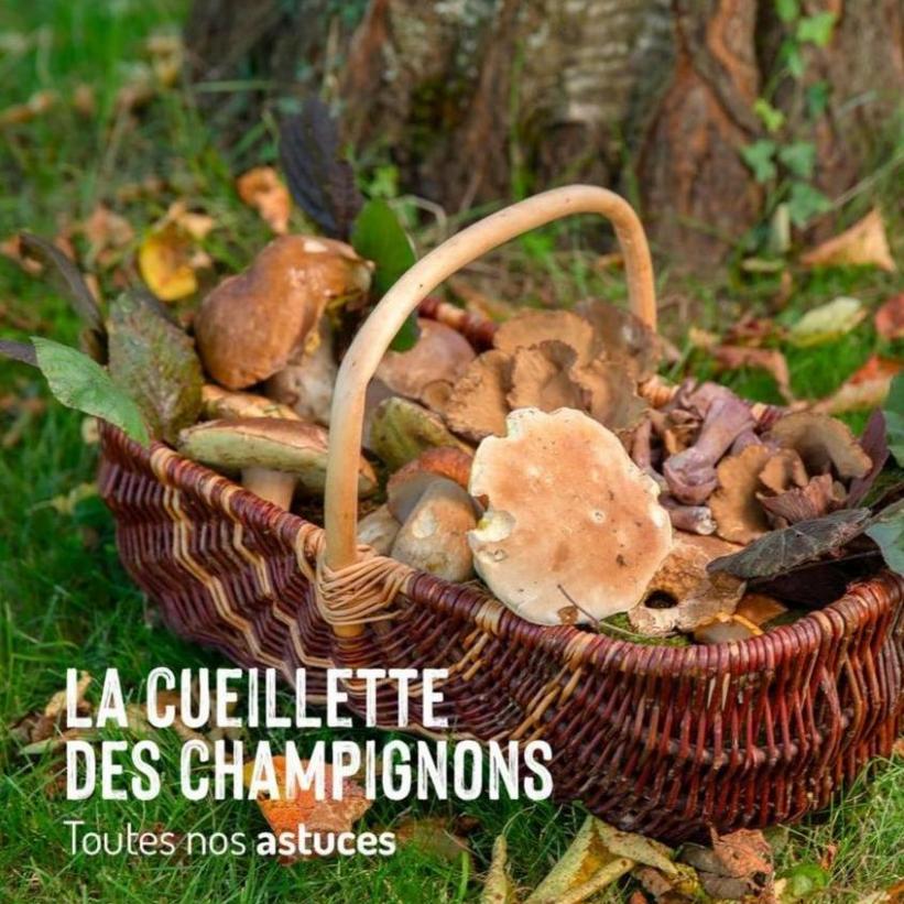 La Cueillette Des Champignons. Botanic (2023-10-21-2023-10-21)